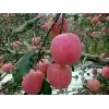 大量銷售紅富士