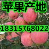 紅富士蘋果