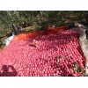 本人有大量的紅富士蘋果供應(yīng)