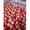 冷庫紙袋紅富士蘋果大量供應(yīng)