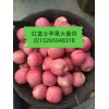15265948318冷庫紅富士蘋果大量供應