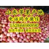 紅富士蘋果批發價格
