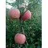 本人大量供應(yīng)優(yōu)質(zhì)紅富士蘋果