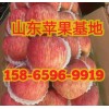 山東紅富士蘋果網站 紅富士蘋果近期價格