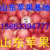 13863394777山東冷庫紅富士蘋果春節急售