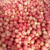 二十萬(wàn)斤紙加膜紅富士蘋(píng)果急售