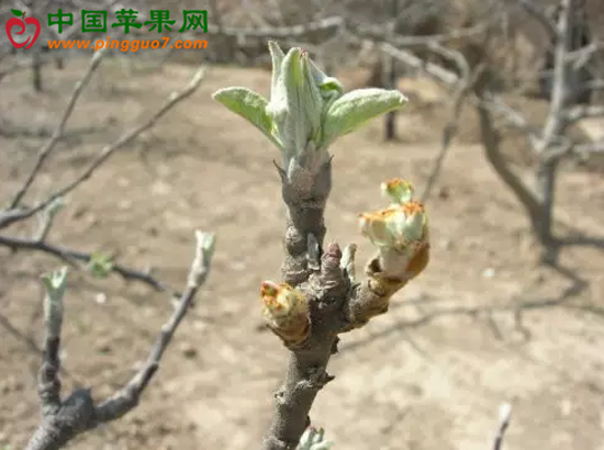 圖片1