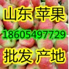 山東冷庫紅富士蘋果產地批發18605497729