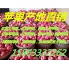 紅富士蘋果產(chǎn)地批發(fā)