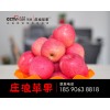 莊浪蘋果精品紅富士冷庫大量現貨，批發看這里