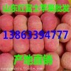 13863394777山東優質紅富士蘋果今日價格