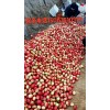 供應山東大棚油桃