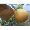 供應 山東平度華山梨秋月梨代辦