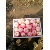 紙袋紅星大量供應