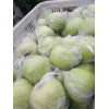 大量供應膜袋黃金帥
