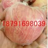 2020年陜西紅富士蘋果批發(fā)冰糖心紅富士蘋果基地