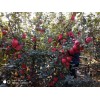 山東榮成優(yōu)質(zhì)紅富士在10月中旬即將上市，歡迎客商來洽談采購。