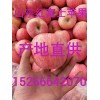 2018年紅富士蘋果產地價格，紅富士蘋果批發