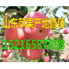 批發(fā)山東紅富士蘋果