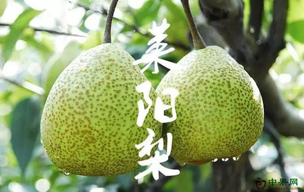 萊陽梨