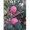 供應 山東蘋果 山東煙臺蘋果 煙臺蘋果 棲霞蘋果 紅富士蘋果