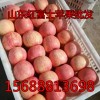 15688813698冷庫紅富士大量出售