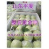 15653271708供應 山東平度膜袋黃金帥