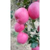 種植加代辦甘肅平涼莊浪蘋果，（條紅紅富士、片紅紅富士）量產，