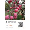 蘋果