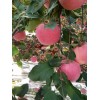 優(yōu)質(zhì)紅富士蘋果