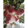 本人有大量紅富士蘋果
