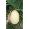 免費(fèi)代收莘縣東方密1號(hào)洋香瓜甜瓜