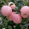 山東蘋果產(chǎn)地紅星蘋果價(jià)格金帥蘋果批發(fā)