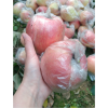 山西紅富士蘋果長期大量供應(yīng)。