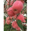 陜西大荔縣紅富士蘋果批發(fā)大荔縣紅富士蘋果基地
