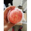 陜西庫存紅富士蘋果批發