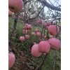 現(xiàn)有大量晚富士