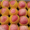 沂源縣紅富士蘋果大量出庫供應