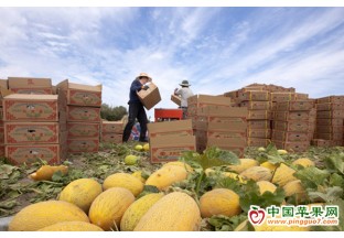 150噸新疆哈密瓜出口泰國 ()