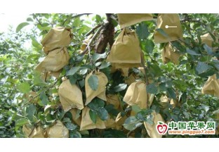 莊浪：蘋果穿“新衣” 增收有基礎 ()