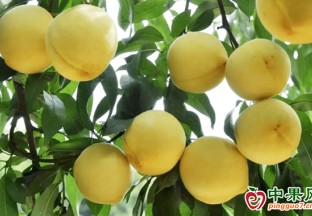 道縣：黃桃采摘上市，青山綠水育好果 ()