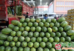 江蘇：西瓜日銷量突破1000噸 ()