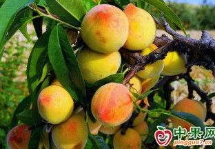 房縣回龍鄉：水果成熟采摘忙 ()