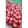 山東蘋果產(chǎn)地美八蘋果價(jià)格紅將軍蘋果批發(fā)