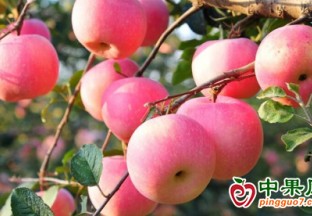 平涼靜寧：早熟蘋果走俏市場 ()