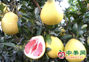 河口縣：多舉措發(fā)展蜜柚產(chǎn)業(yè) ()