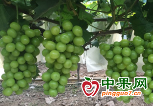 石家莊市鹿泉區(qū)：葡萄滿藤產(chǎn)業(yè)興 ()