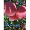大量供應紅富士蘋果