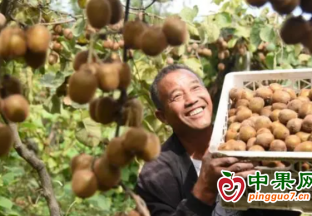 杞縣五里河鎮(zhèn)：獼猴桃滿枝頭農(nóng)民喜豐收 ()