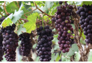 臨沂羅莊區(qū)：多舉措管理 讓葡萄甜上加甜 ()